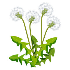 Dandelion flower on white background. Cartoon herbal vector illustration.