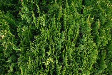 Green coniferous tree for the entire frame