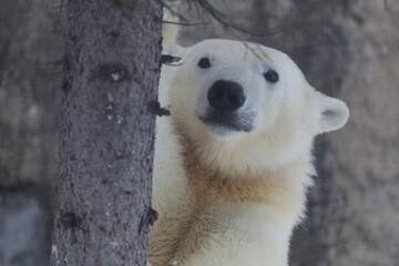 ひょっこりゆめ