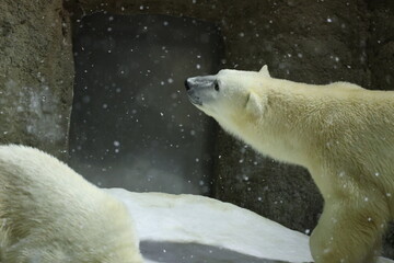 雪とシロクマ