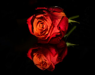 Reflection of a Rose Soul