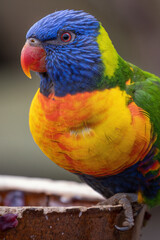 Lori mountain bred in captivity.