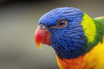 Lori mountain bred in captivity.