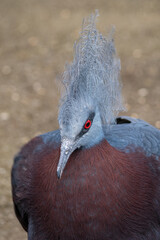 A captive bird with a cock.