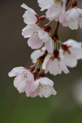 京都御苑近衛邸跡のイトザクラのクローズアップ