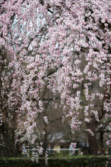 京都御苑近衛邸跡に咲く糸桜