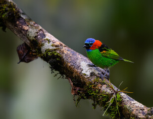 Red-necked Tanager on green background, Atlantic Rainforest, Brazil