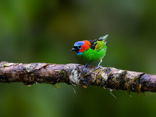 Red-necked Tanager on green background, Atlantic Rainforest, Brazil