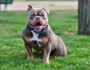 un impresionante perro de raza american bully
