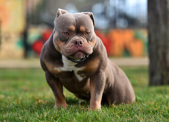 un impresionante perro de raza american bully
