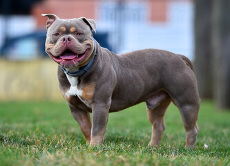 un impresionante perro de raza american bully
