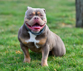 un impresionante perro de raza american bully
