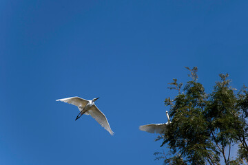 Egret (Ardea alba)