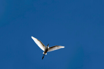 Egret (Ardea alba)