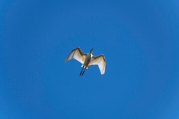 Egret (Ardea alba)