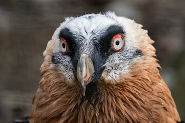 Eagle vulture bred portrait outdoors in nature.