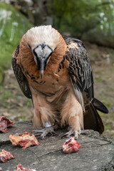 Eagle vulture bred in captivity with meat.