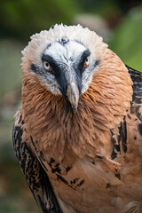 Eagle vulture bred portrait outdoors in nature.