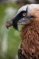 Eagle vulture bred portrait outdoors in nature.