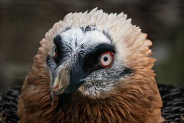 Eagle vulture bred portrait outdoors in nature.
