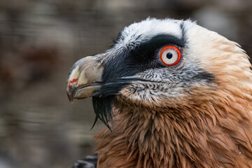 Eagle vulture bred portrait outdoors in nature.