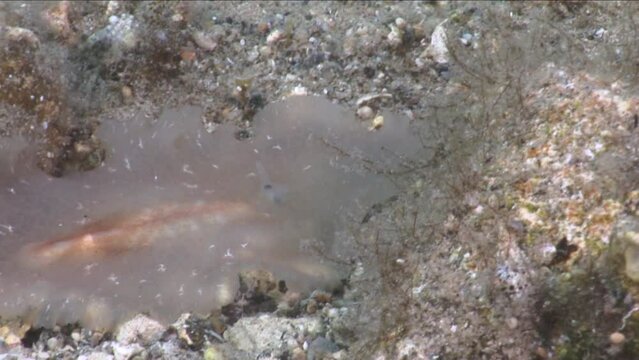 white flat worm underwater slug flatworm