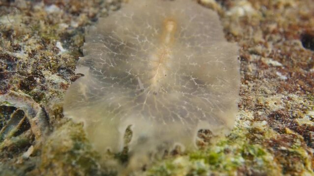 white flat worm underwater slug flatworm