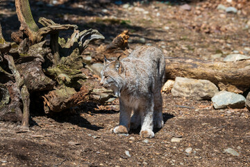 A lynx walks around fallen trees and rocks as he looks off in the distance