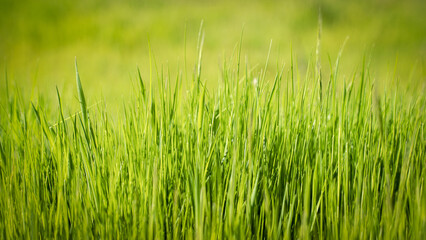 Green Grass background