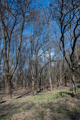 Fototapeta premium Spring view of South Park in city of Sofia, Bulgaria