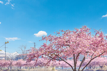 春イメージ　青空と桜