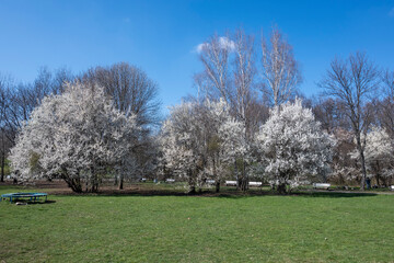Spring view of South Park in city of Sofia, Bulgaria