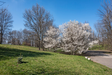 Spring view of South Park in city of Sofia, Bulgaria