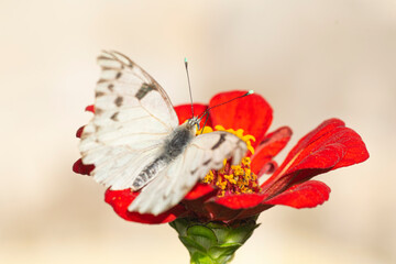 White butterfly sucking nectar from a red zinnia flower , in the garden            