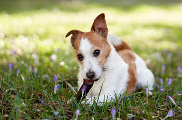 dog plays with a bump. Cute jack russell terrier lies on the grass. Pet outdoors, in the open air - obrazy, fototapety, plakaty