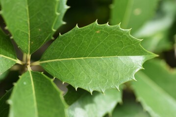 Fortune's osmanthus (Osmanthus×Fortunei) Hedges and leaves. Oleaceae Dioecious evergreen tree. It is often used for park trees and hedges because it is resistant to transplanting and air pollution.