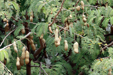 Tamarindenbaum (Tamarindus indica)