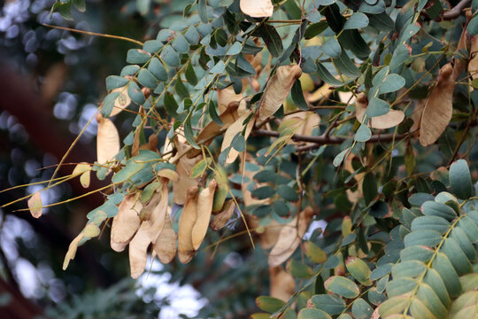 Tipubaum, bolivianischer Eisenbaum - Tipuana tipu