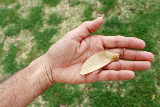 Tipubaum, bolivianischer Eisenbaum - Tipuana tipu