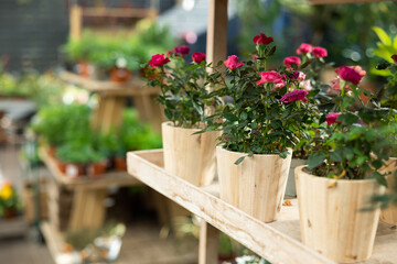 large specimens of room rose are displayed in window of flower shop