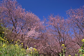 Fototapeta premium 桑田山に咲く雪割り桜 （高知県 須崎市） 