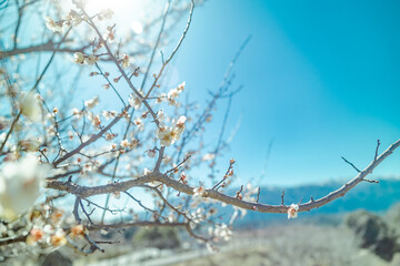 春イメージ　青空と梅の花