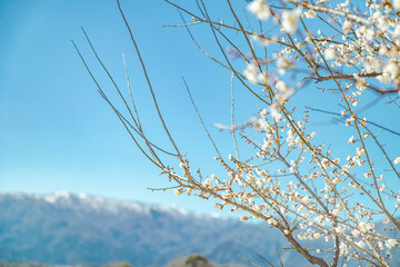 春イメージ　青空と梅の花