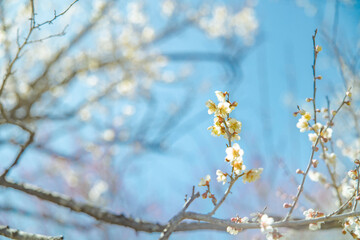 春イメージ　青空と梅の花