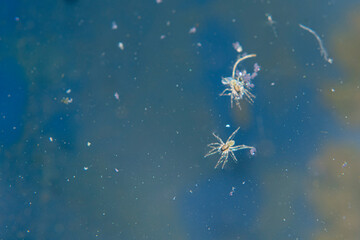 Little spiders on the blue water
