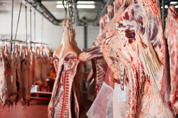 Fototapeta na wymiar Raw butchered carcasses of cows, pigs and lambs hanging on hooks in cold storage of meat processing factory or slaughterhouse