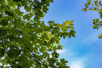 Maple leaves on blue sky background
