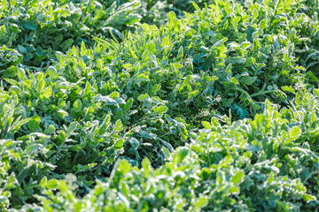 Obraz premium 露が降りた植物