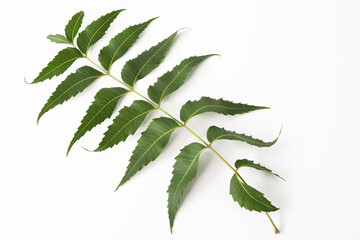 Medicinal neem leaf isolated on white background.