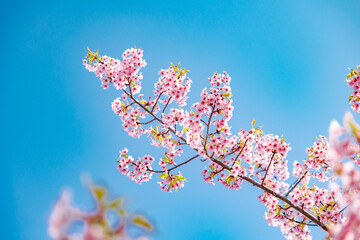 春イメージ　青空と桜